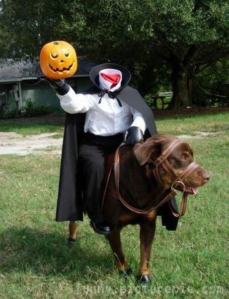 funny/dogheadlesshorseman.jpg