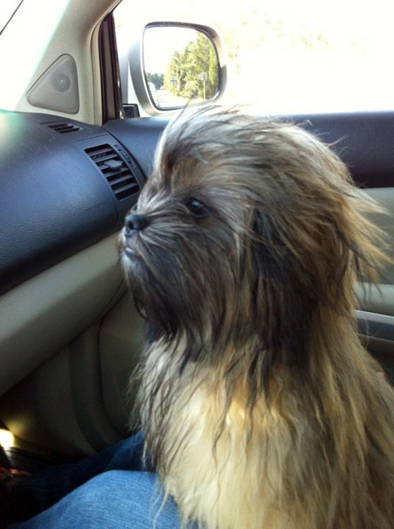 funny/wookiedog.jpg